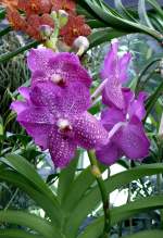 Orchidee Rohschildiana pink am 08.06.2008 in Wilhelma/Stuttgart  ...