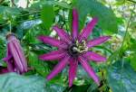 Bl�ten- und Kleinpflanzen Passionsblume am 08.06.2008 in Wilhelma/Stuttgart