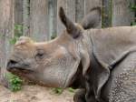 S�ugetiere Panzernashorn am 18.06.2008 in Wilhelma/Stuttgart