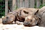 S�ugetiere Panzernashorn am 18.06.2008 in Wilhelma/Stuttgart