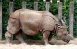 S�ugetiere Panzernashorn am 18.06.2008 in Wilhelma/Stuttgart