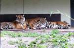 S�ugetiere Sumatra-Tiger am 18.06.2008 in Wilhelma/Stuttgart