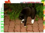 Haustiere Kater Sch�tzchen auf dem Hof
2004