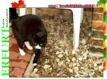 Haustiere Kater Sch�tzchen auf dem Hof
2004