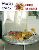 Haustiere mausi und Henry
2004