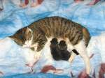 Haustiere Lilli mit ihren Kindern, 2 Tage alt
JULI 2008