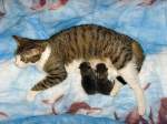 Haustiere Lilli mit ihren beiden Kindern, 2 Tage alt
JULI 2008