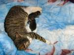 Haustiere Lilli mit ihren beiden, 2 Tage alten Kindern
JULI 2008