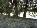 Allgemein B�ume am Ufer der INSEL,
Juli 2008