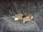 Haustiere Die beiden Katzenbabys, zwei Tage alt
JULI 2008