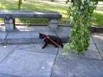 Haustiere Maunzerles Spaziergang im Treptower Park,
Juli 2008