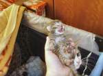 Haustiere Katzenbaby, zwei Tage alt,
Juli 2008