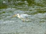 V�gel, Wasserv�gel Am 06.07.08 sah ich diesen Graureiher in der Sauer bei Erpeldange/Ettelbr�ck. (Jeanny)