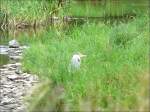 V�gel, Wasserv�gel Dann entdeckte ich noch einen zweiten Graureiher, der stundenlang ruhig im Gras am Ufer der Sauer sa�. 06.07.08 (Jeanny)
