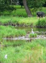 V�gel, Wasserv�gel Hier noch ein Bild, auf dem man die beiden Graureiher sieht. 06.07.08 (Jeanny)