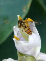 Die Bl�ten der Funkien ziehen die Insekten magisch an. 04.07.08 ...