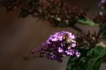 Insekten und Spinnen Eine Hummel bei der Arbeit. Aufgenommen w�hrend dem Warten auf einen Zug ;-).