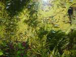Wassertiere Roter Neon