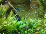 Wassertiere Roter Neon