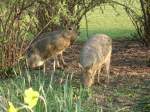 Zootiere 2 Pampa-Hasen im Tierpark Hagenbeck