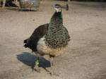V�gel, Wasserv�gel Hier lief mir eine neugierige Pfauendame �ber den Weg