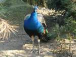 V�gel, Wasserv�gel Ein stolzer Pfau, was f�r ein toller Vogel!