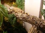 Echsen Gr�ner Leguan