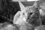 Haustiere Kater Garfield S/W 