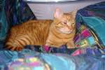 Haustiere Kater Garfield 7 Monate alt