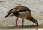 V�gel, Wasserv�gel Nilgans am 18.06.2008 in Wilhelma/Stuttgart