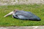 V�gel, Wasserv�gel Marabu am 18.06.2008 in Wilhelma/Stuttgart