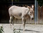 S�ugetiere Somali-Wildesel am 18.06.2008 in Wilhelma/Stuttgart