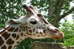 S�ugetiere Netzgiraffe am 18.06.2008 in Wilhelma/Stuttgart