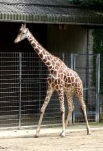 S�ugetiere Netzgiraffe am 18.06.2008 in Wilhelma/Stuttgart