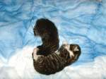 Haustiere Katzenbabys von Lilli
JULI 2008