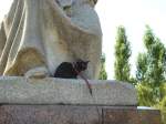Haustiere Maunzerle im Treptower Park
JULI 2008