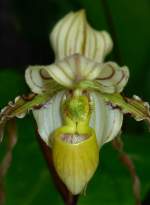 Bl�ten- und Kleinpflanzen Bl�te einer Orchideenart