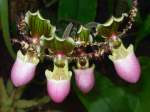 Bl�ten- und Kleinpflanzen Bl�te einer Orchideenart