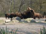 Zootiere Eine Bisonherde im Hamburger Tierpark