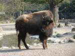 Zootiere Bison in typischer Haltung im Hamburger Tierpark