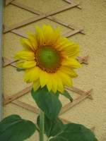 Bl�ten- und Kleinpflanzen Eine Sonnenblume auf unserem Balkon.
(Juli 2008) 