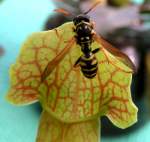 Gl�ck gehabt: Diese Wespe konnte noch knapp den F�ngen der ...