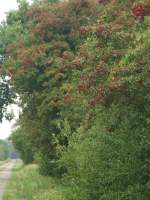 Prignitz Hagebutten am Weg nach Kaltenhof bei Premslin; August 2008