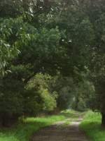 Prignitz Feldweg bei Premslin August 2008