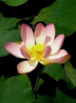 Bl�ten- und Kleinpflanzen Lotusblume am 15.07.2008 in Wilhelma/Stuttgart