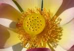 Bl�ten- und Kleinpflanzen Lotusblume am 15.07.2008 in Wilhelma/Stuttgart