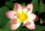Bl�ten- und Kleinpflanzen Lotusblume am 15.07.2008 in Wilhelma/Stuttgart