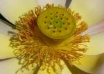 Bl�ten- und Kleinpflanzen Lotusblume am 15.07.2008 in Wilhelma/Stuttgart