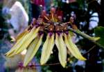 Bl�ten- und Kleinpflanzen Orchidee am 15.07.2008 in Wilhelma/Stuttgart
