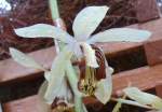 Bl�ten- und Kleinpflanzen Orchidee am 15.07.2008 in Wilhelma/Stuttgart